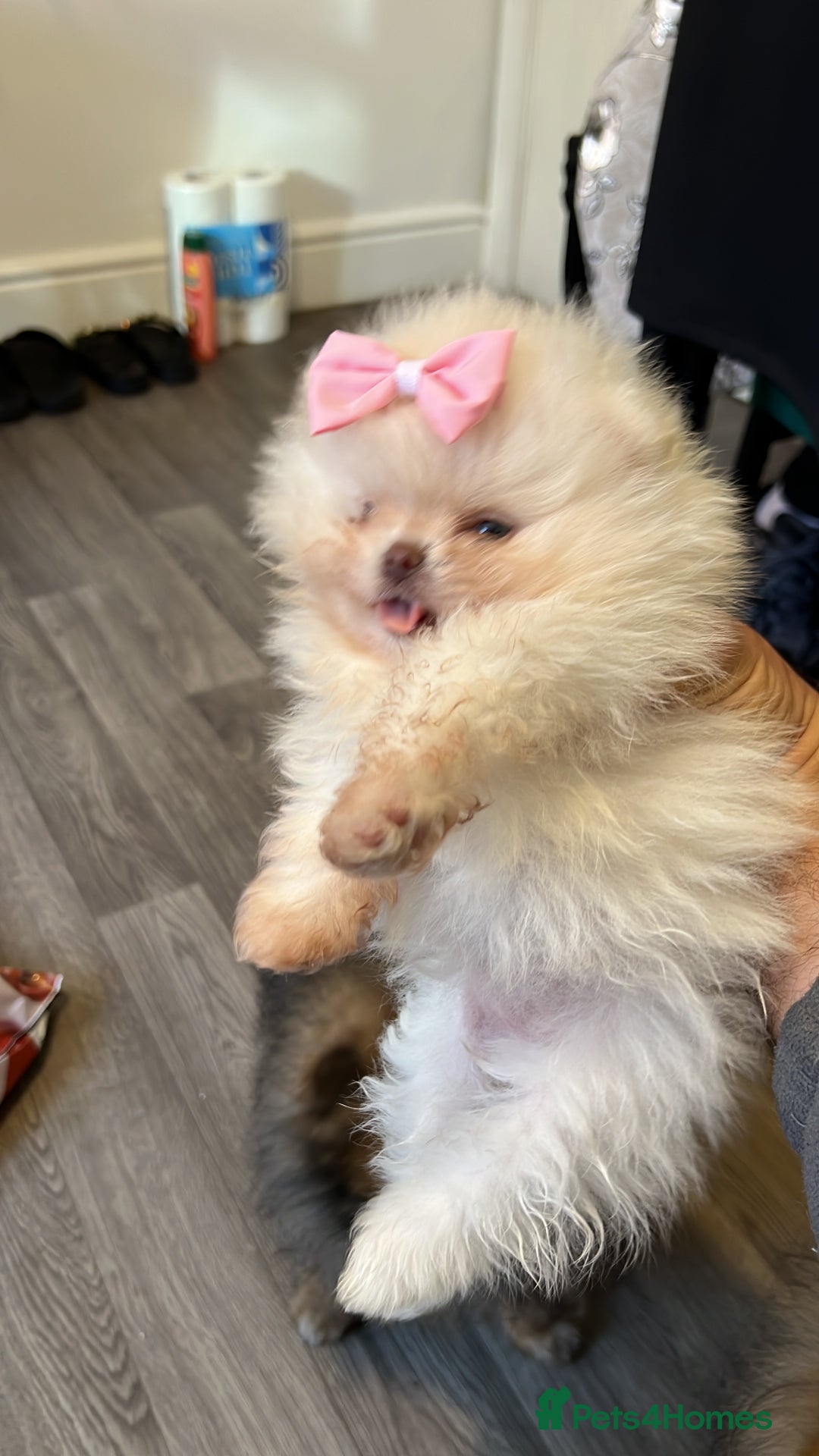 Pomeranian dogs for sale: Our little white baby girl - Image 3
