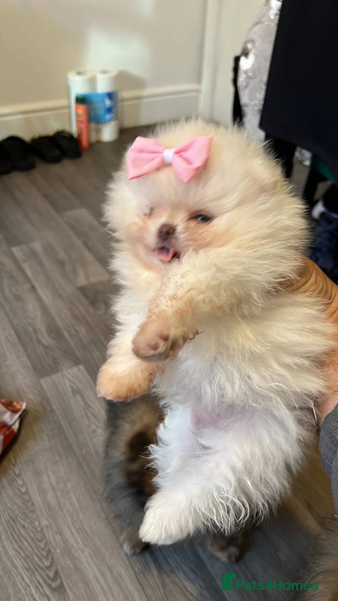 Pomeranian dogs for sale: Our little white baby girl - Advert 3