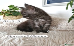 Maine Coon cats for sale: Stunning Black Smoke Registred Maine Coon Kittens - Image 31