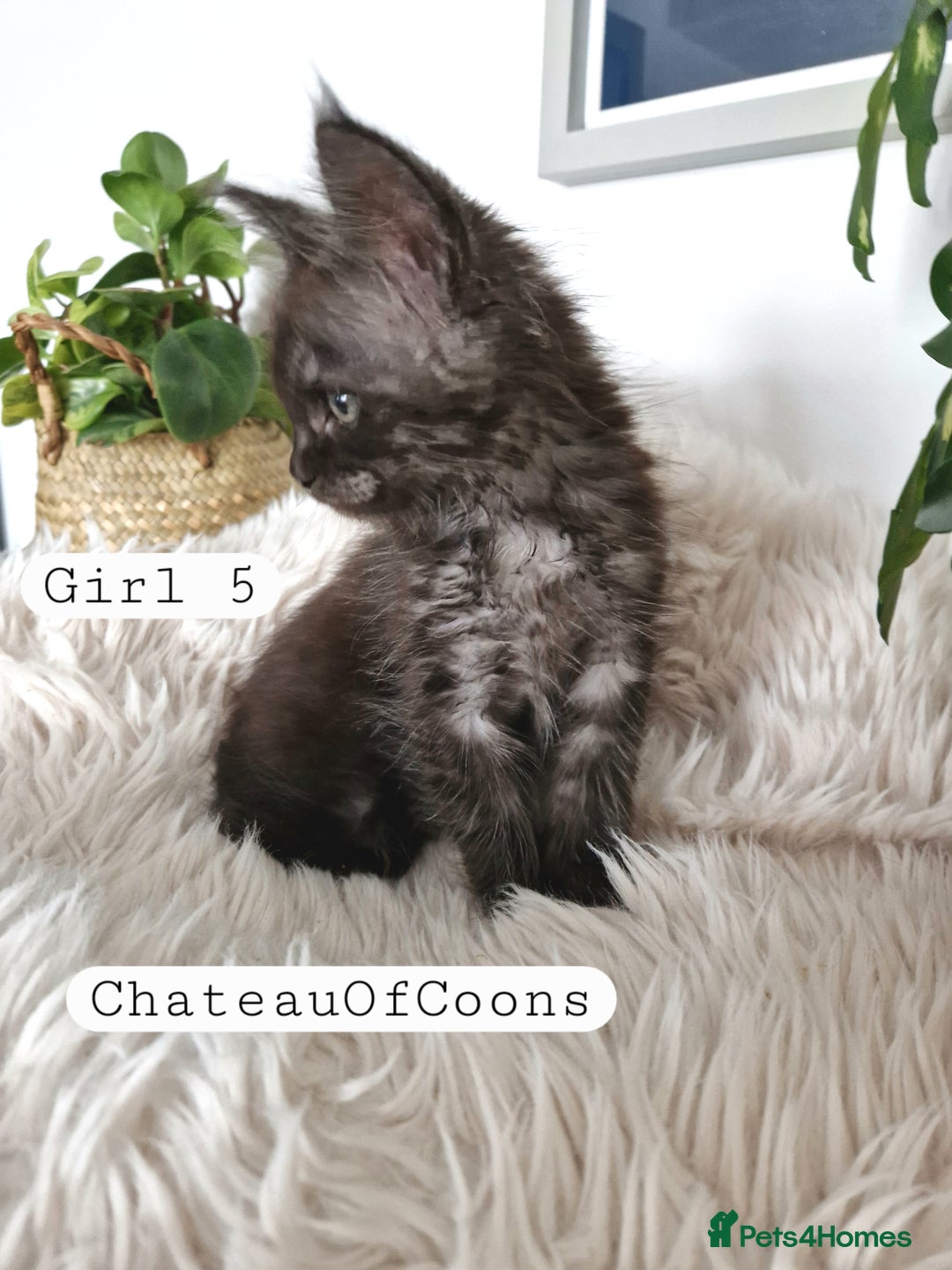 Maine Coon cats for sale: Stunning Black Smoke Registred Maine Coon Kittens - Image 31