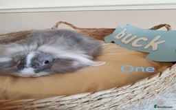 Mini Lop rabbits for sale: Fantastic mini lop babies forsale  - Image 2