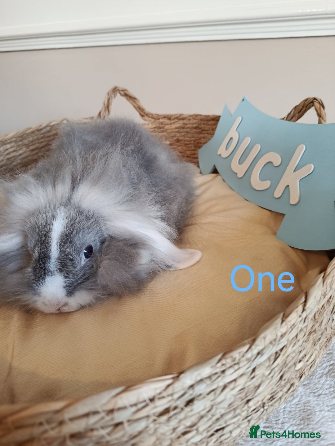 Mini Lop rabbits for sale: Fantastic mini lop babies forsale  - Image 2
