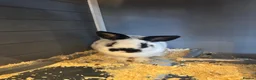 Mixed Breed rabbits for sale: Male and female rabbit in Lincoln - Advert 5