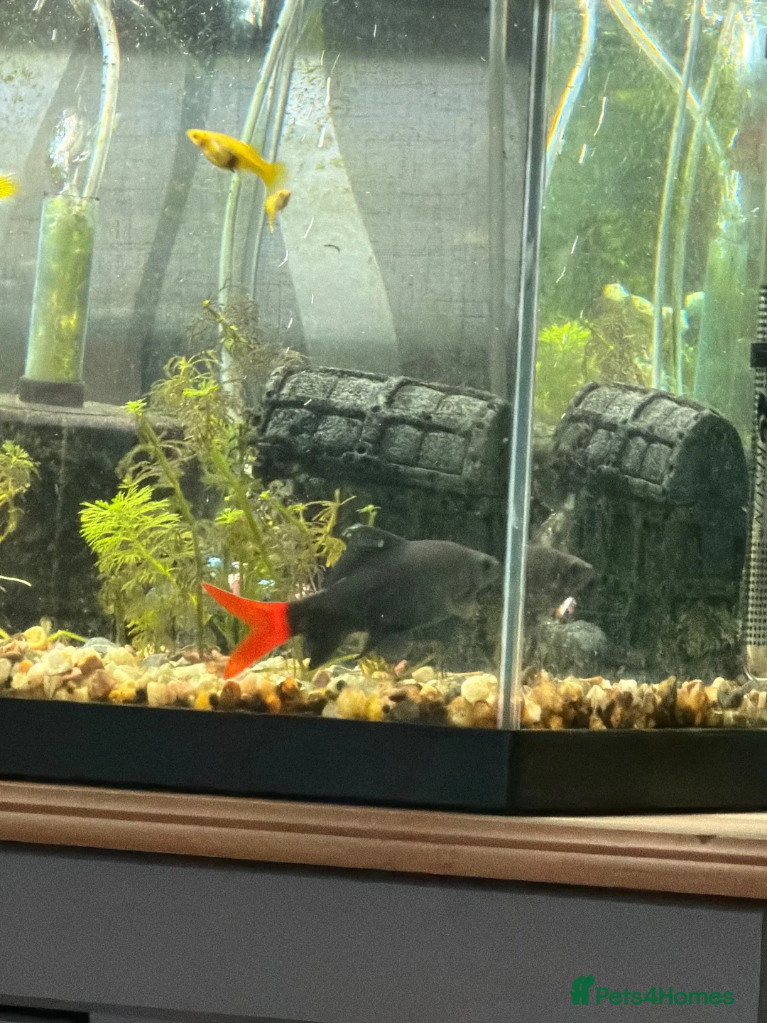 Sharks fish for sale: Redtail shark  - Advert 1