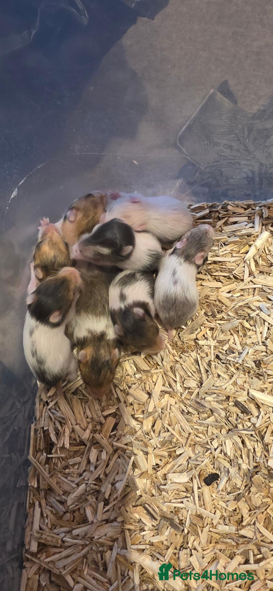 Hamster rodents 12 baby Syrian Hamsters  - Advert 1