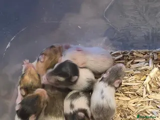 Hamster rodents 12 baby Syrian Hamsters - Advert 1