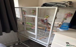 Parrots birds for sale: Crimson rosella  - Image 1