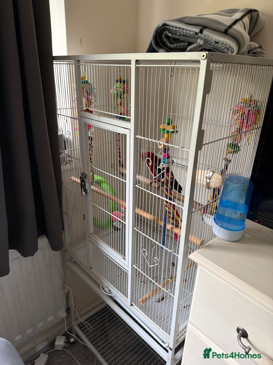 Parrots birds for sale: Crimson rosella  - Image 1