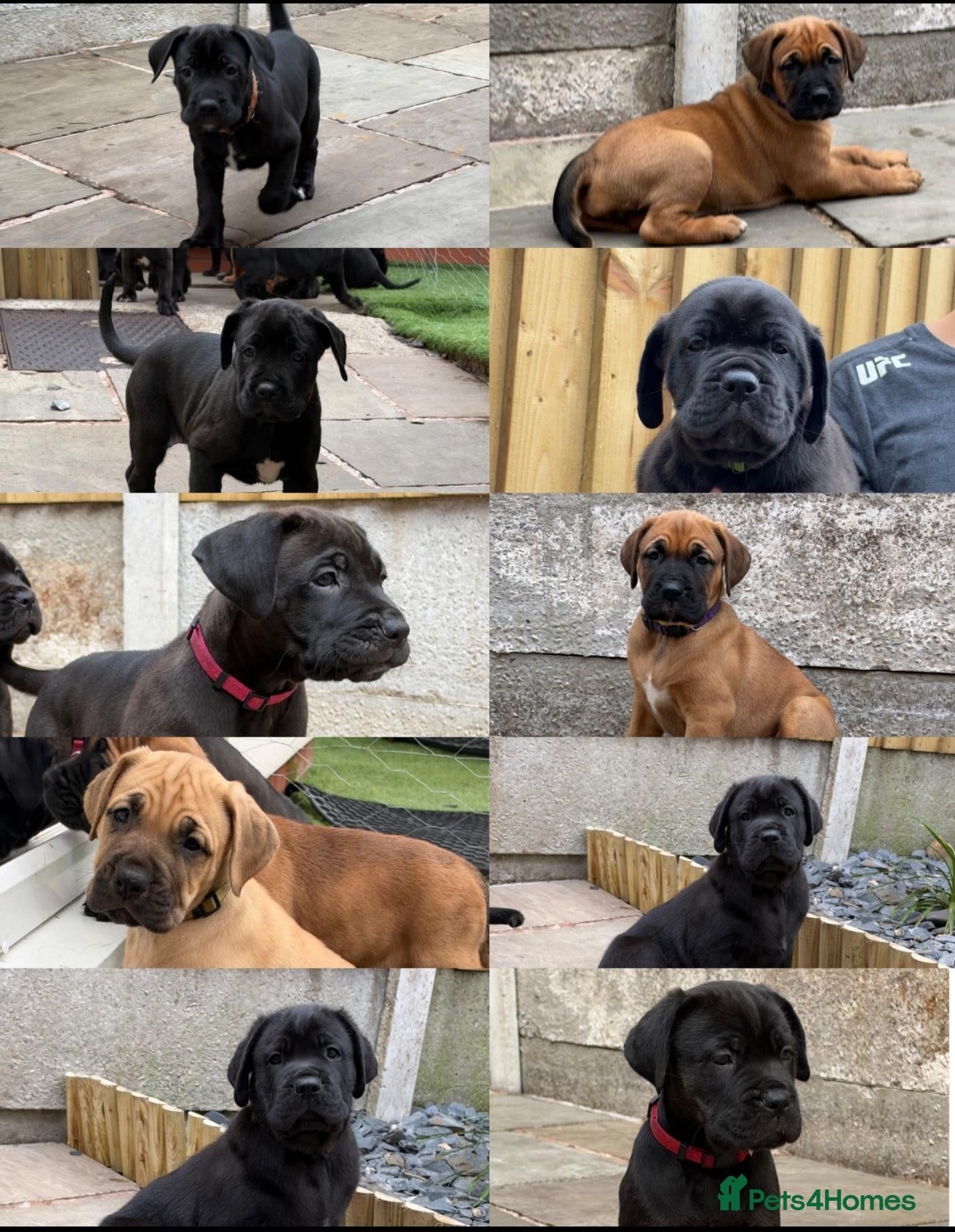 Cane Corso dogs for sale: Exceptional 88% Cane Corso / 12% Malinois Puppies - Advert 1