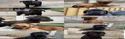 Cane Corso dogs for sale: Exceptional 88% Cane Corso / 12% Malinois Puppies in Preston - Advert 1