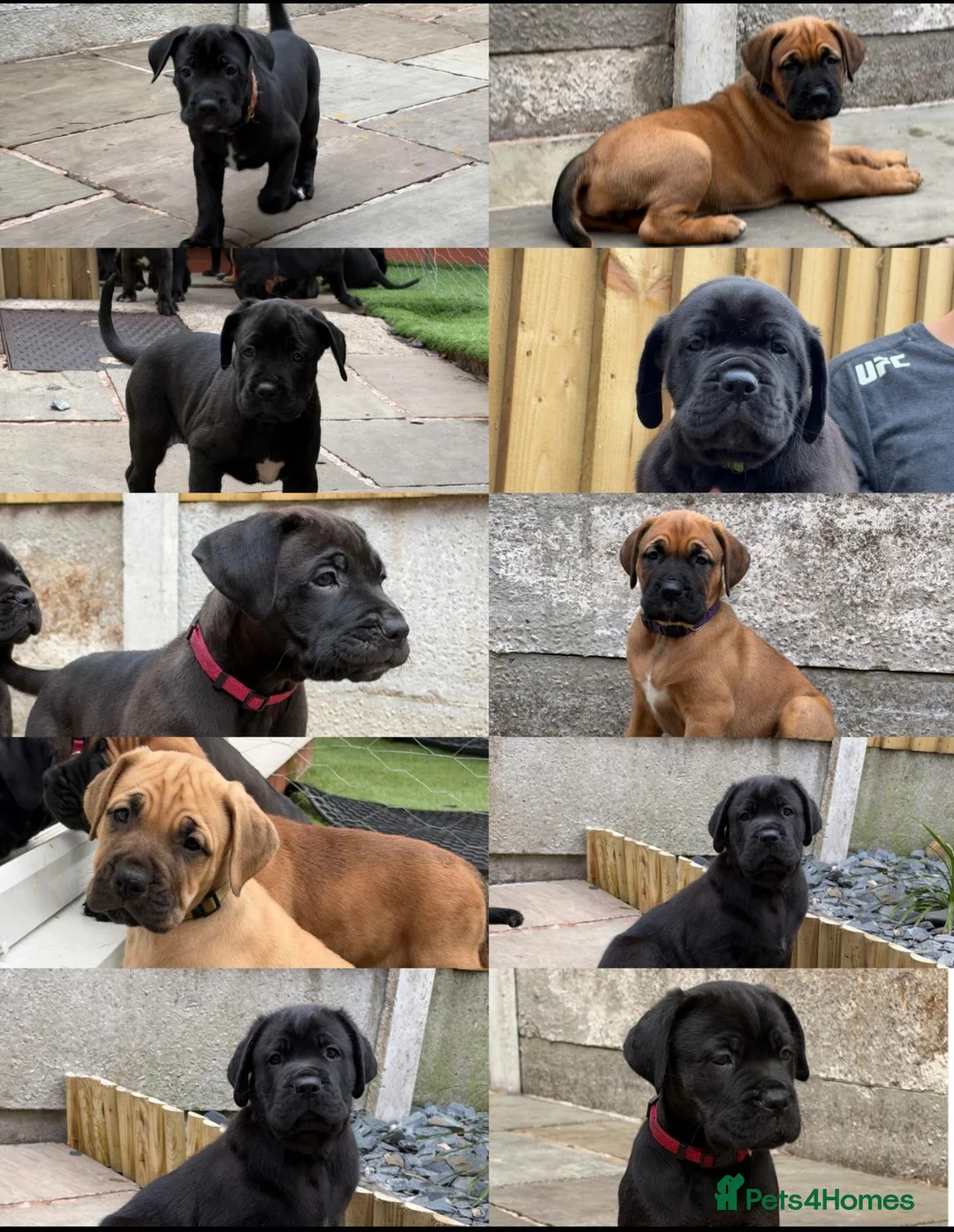 Cane Corso dogs for sale: Exceptional 88% Cane Corso / 12% Malinois Puppies in Preston - Advert 1