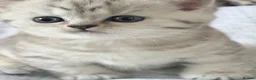 British Shorthair cats for sale: British Shorthair Tabby Female-Champion Heritage🐾 - Advert 16