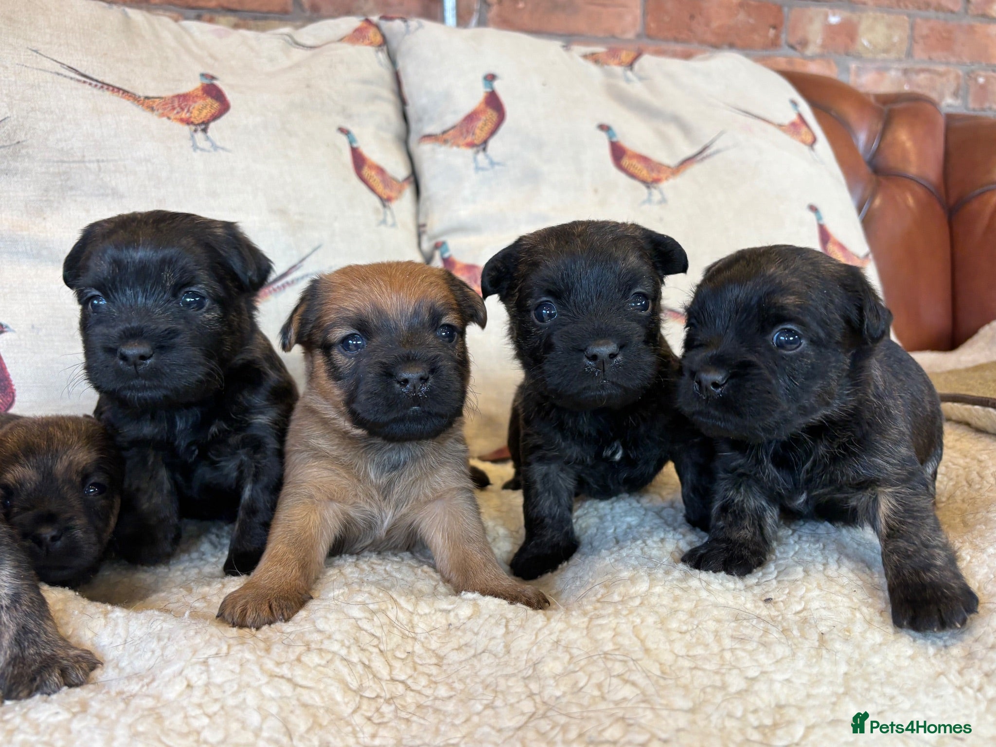 Mixed Breed dogs Cairn x Patterdale  - Advert 4