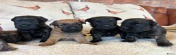Mixed Breed dogs for sale: Cairn x Patterdale  - Advert 1