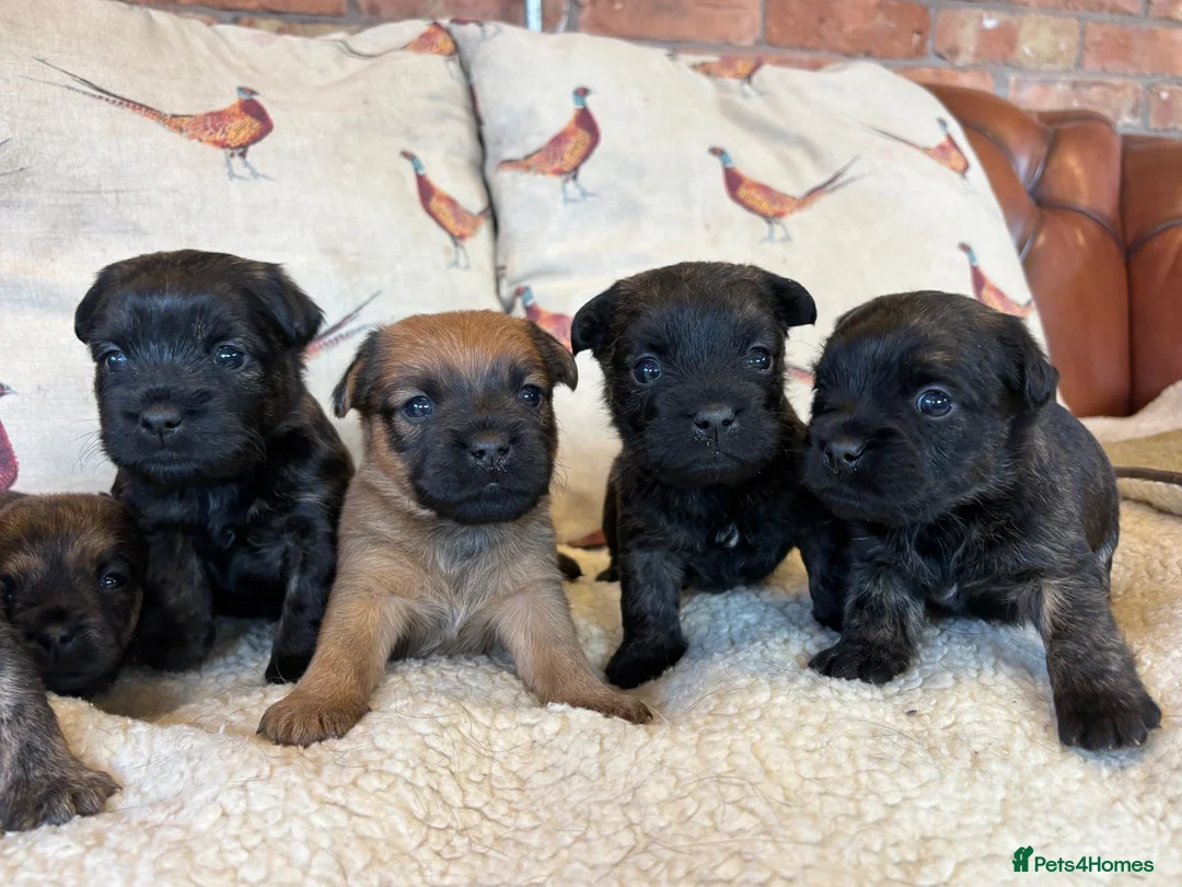Mixed Breed dogs for sale: Cairn x Patterdale  - Advert 1