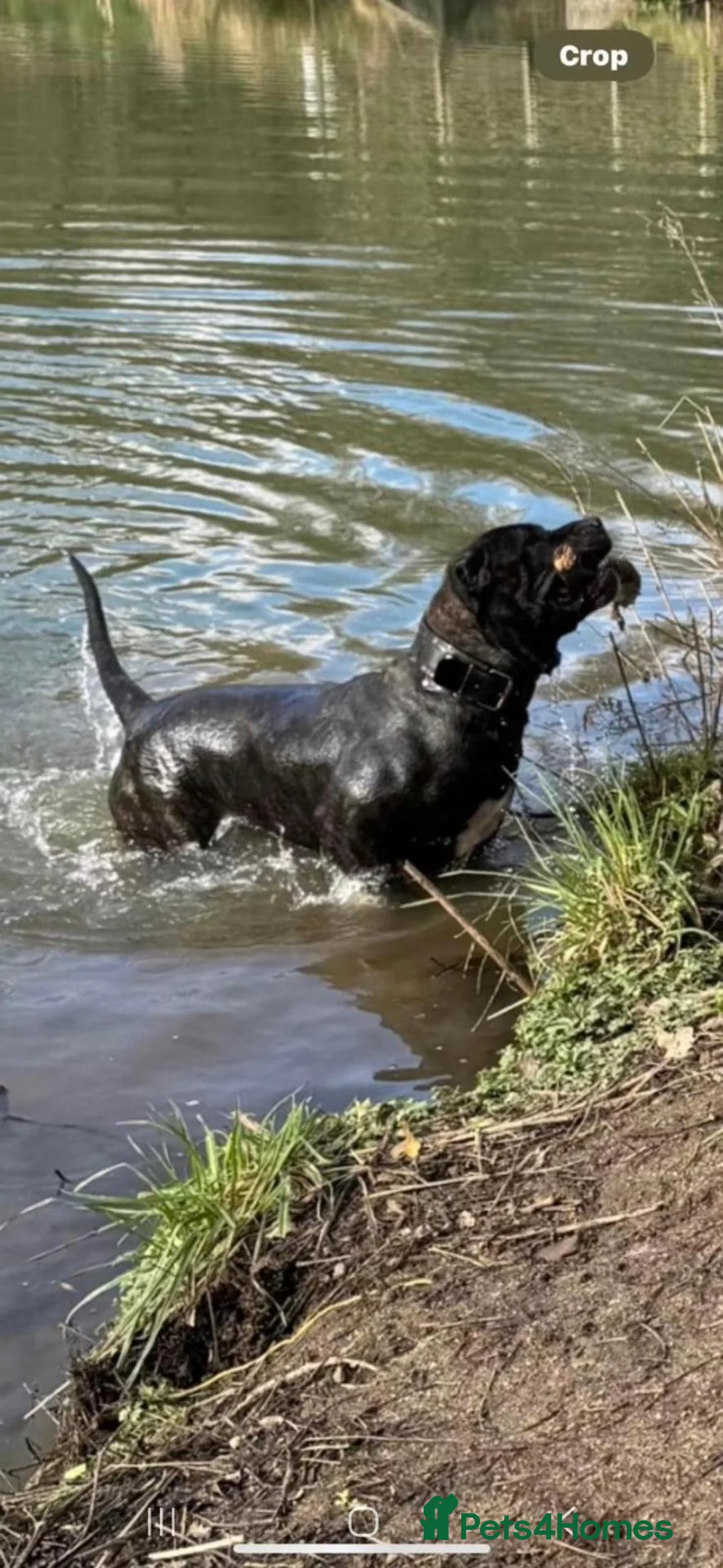Mixed Breed dogs for sale: Presa Canario/ Mixed mastiff in Sheffield - Advert 1