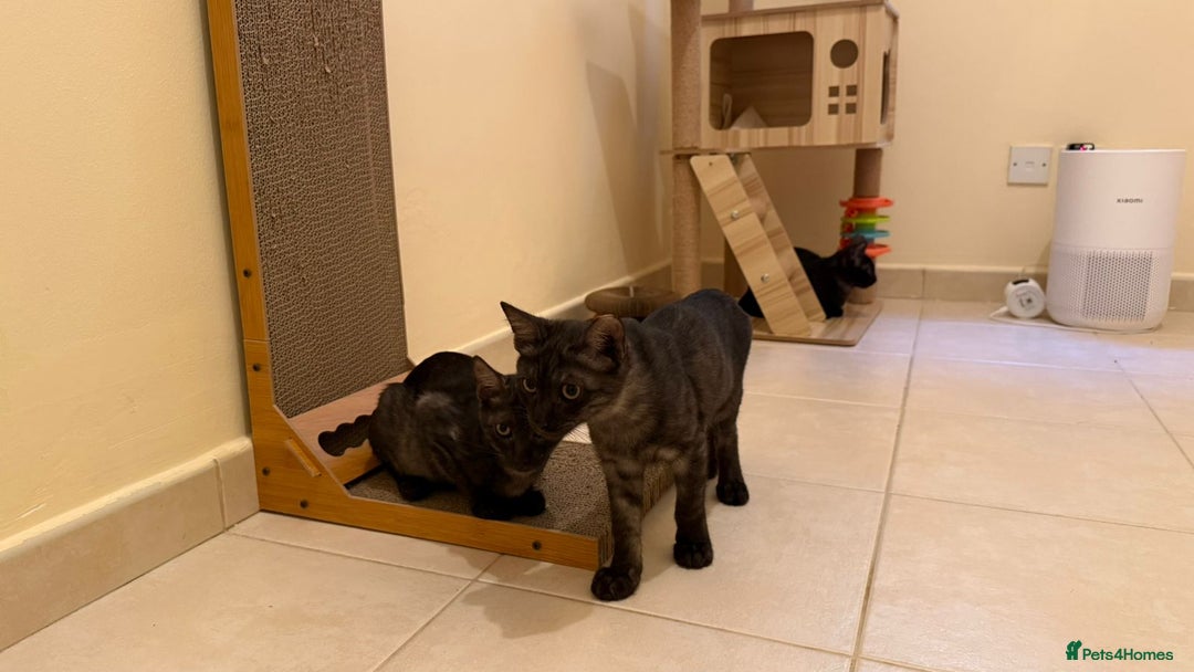 Mixed Breed cats for adoption: [Indoors Only] Lovely & Playful Trio Brothers - Advert 15