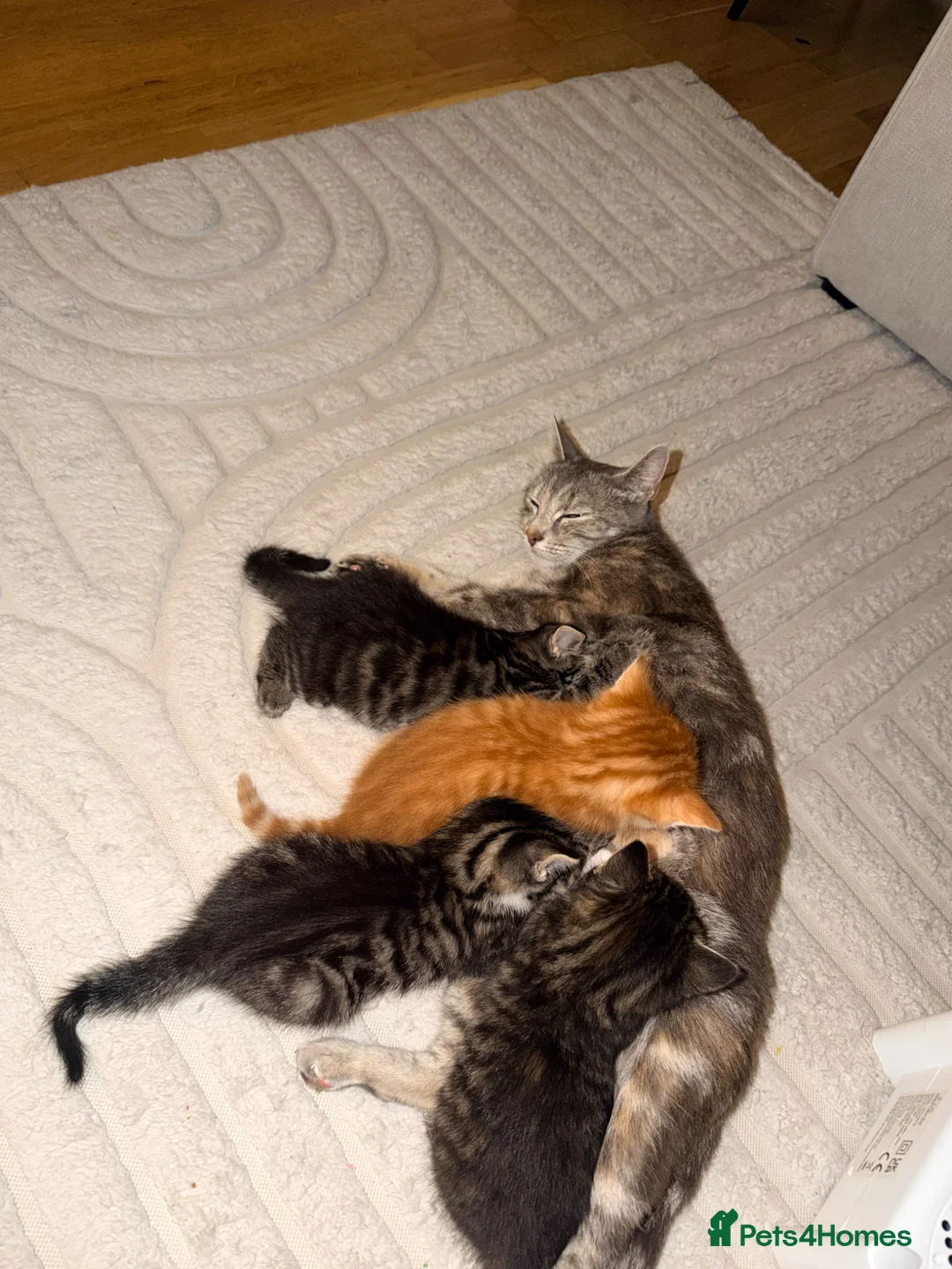 Mixed Breed cats for sale: Available Adorable Kittens - Ready to leave now in Barking - Advert 2