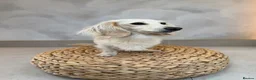 Miniature Dachshund dogs for sale: Intensity cream long hair miniature Dachshunds 🍦 - Advert 10