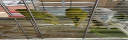 Budgerigars birds for sale: Beautiful baby budgies for sale in London - Advert 1