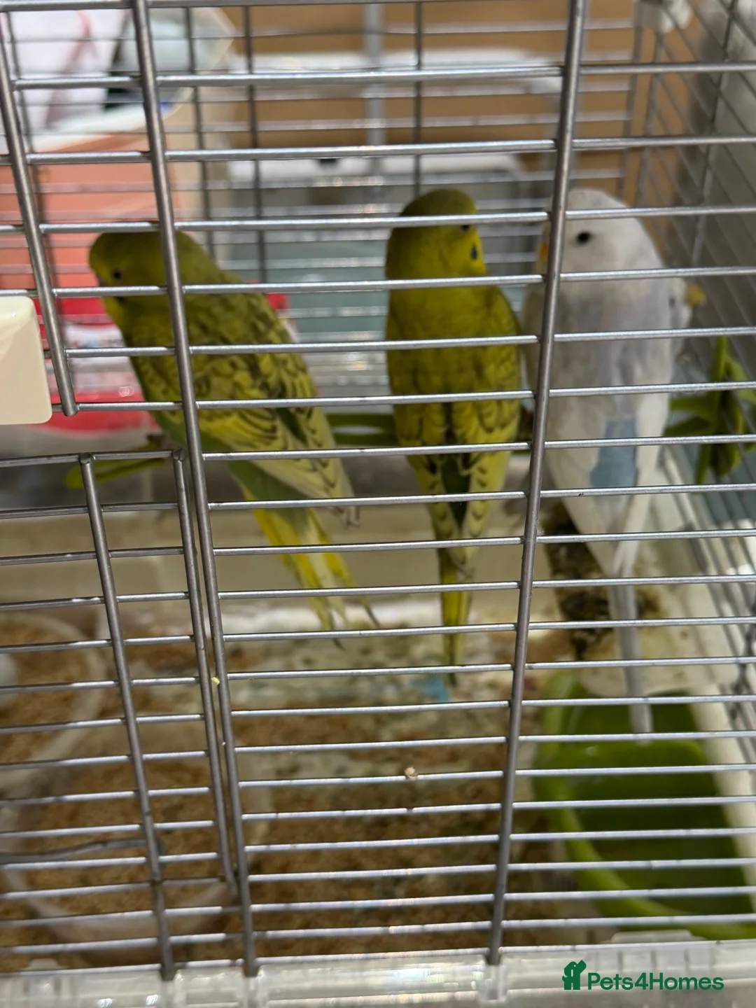 Budgerigars birds for sale: Beautiful baby budgies for sale in London - Advert 1
