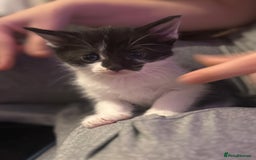 British Shorthair cats for sale: Kittens - Image 6