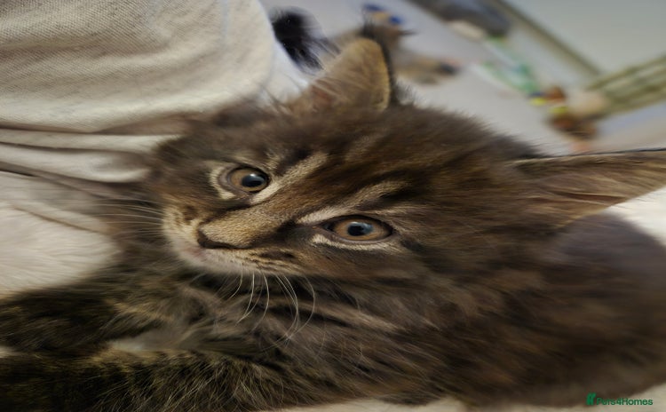 Maine Coon cats - Advert 2
