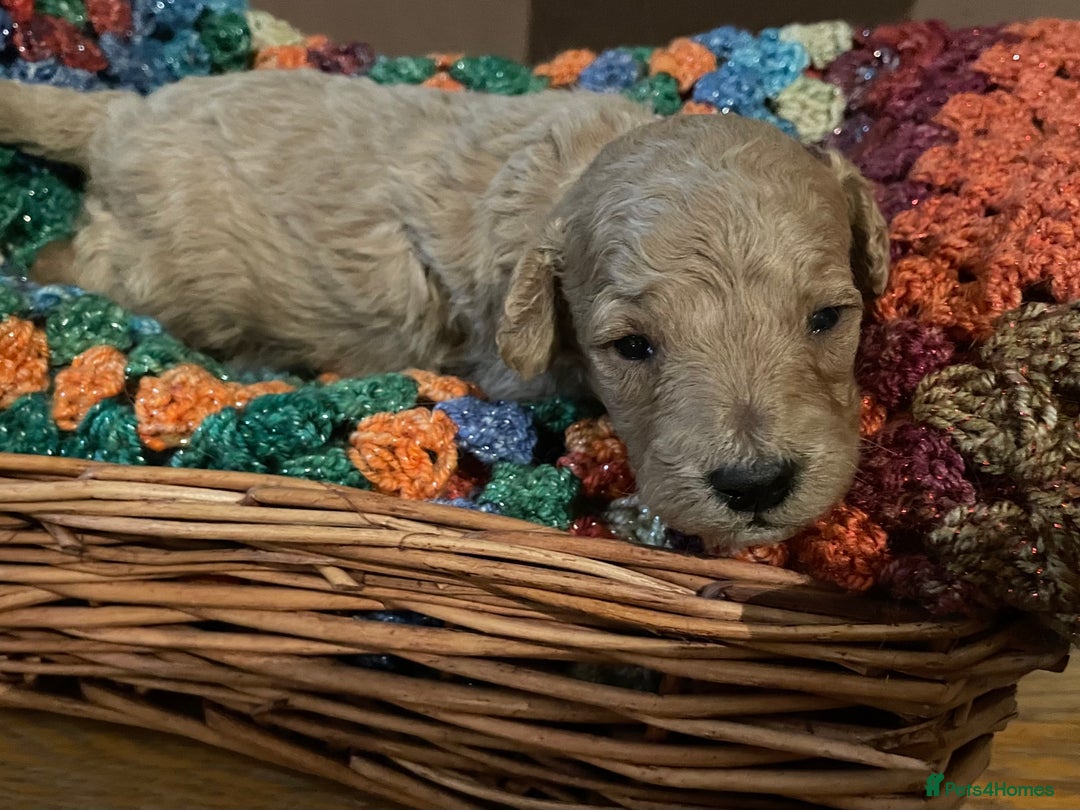 Toy Poodle dogs for sale: Toy Poodle Puppies For Sale KC Reg - Advert 9