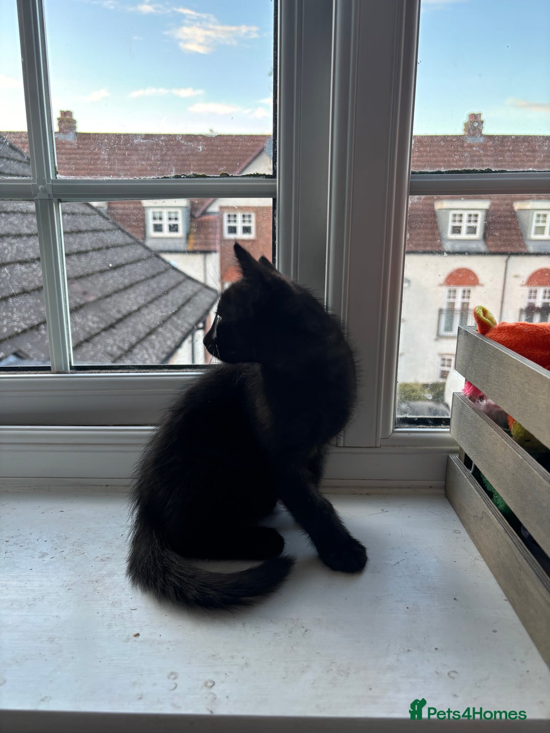 British Longhair cats for sale: 1 x British Long Hair & 2 x British Short Hair - Image 20