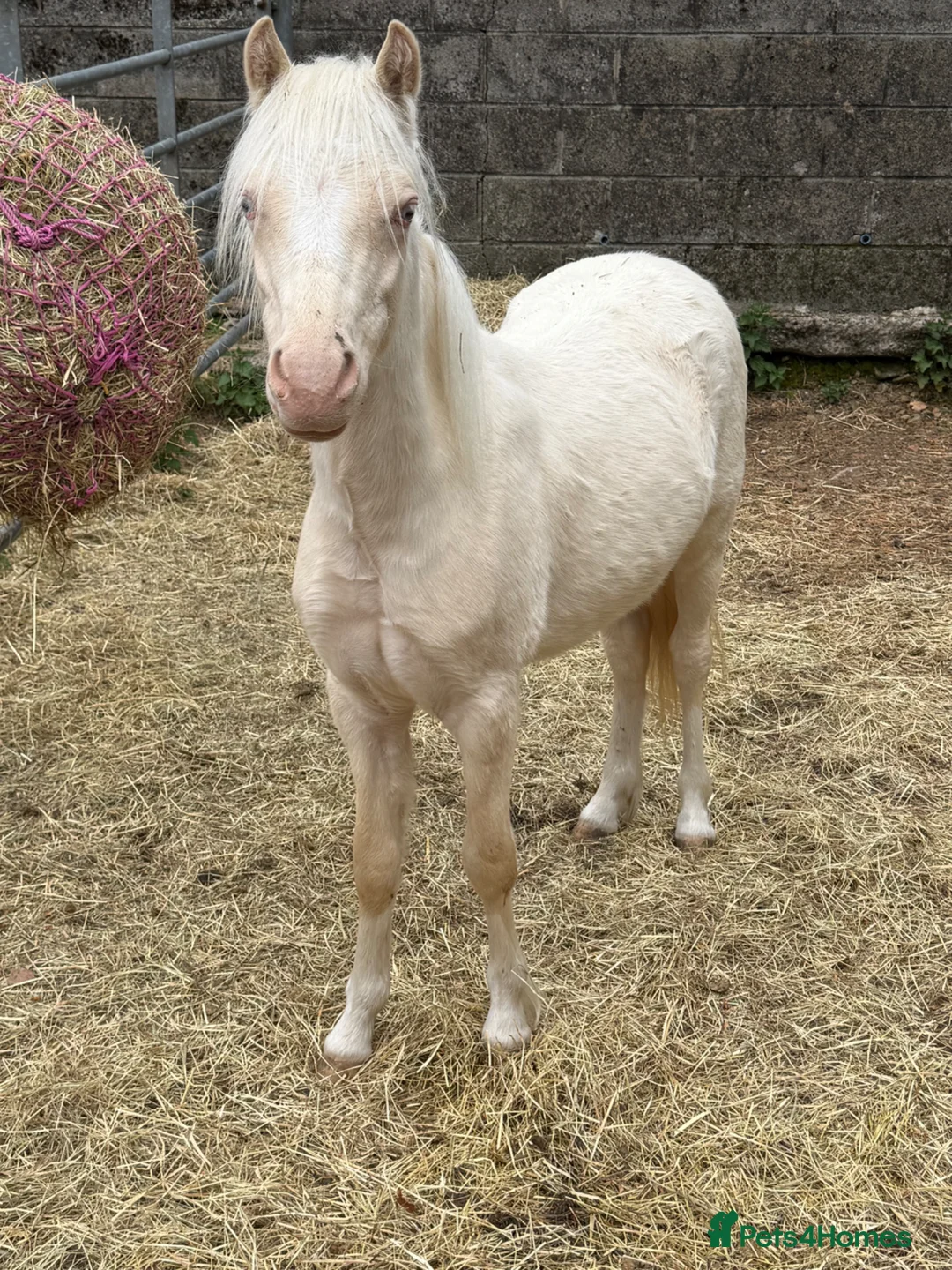 Welsh Section B horses for sale: Prince - A handsome boy looking for a family  - Advert 5