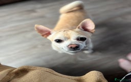 Chihuahua dogs for sale: Smooth haired entire chihuahua  - Image 5