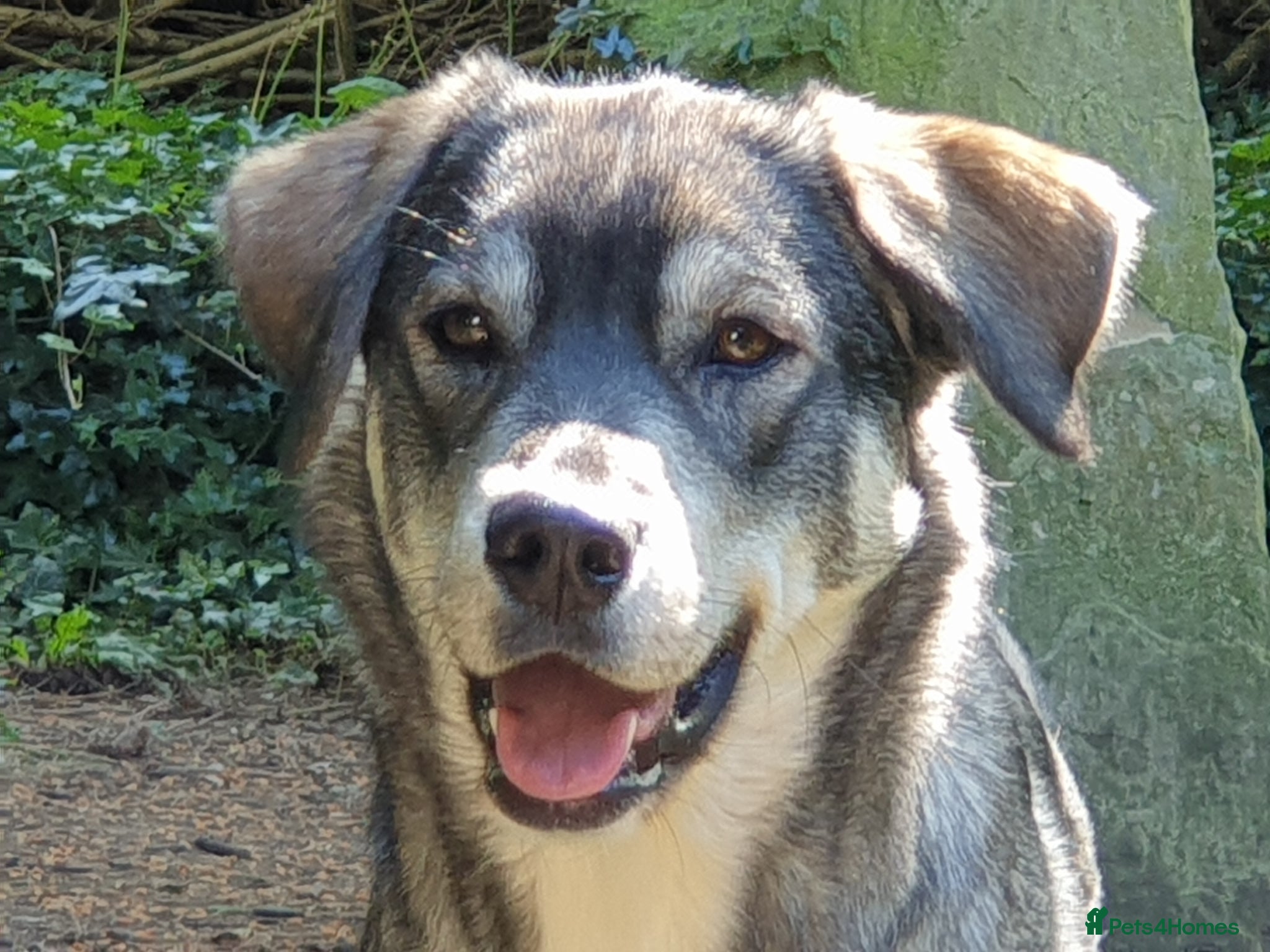 Mixed Breed dogs Husky Cross Puppies - Advert 6