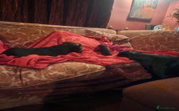 Patterdale Terrier dogs for sale: One female Patterdale Terrier pup - Advert 9