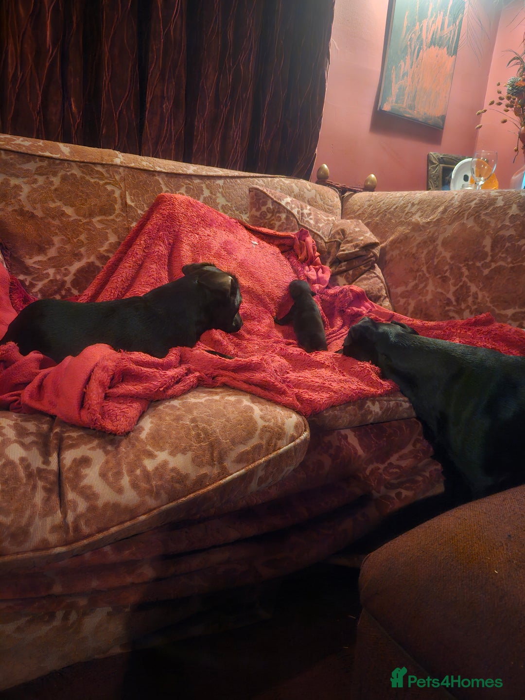 Patterdale Terrier dogs for sale: One female Patterdale Terrier pup - Advert 9