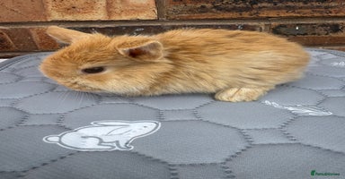 Mini Lop rabbits - Advert 7