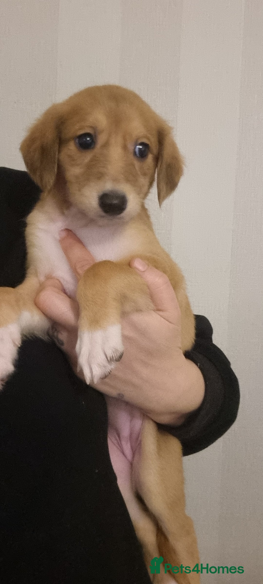 Mixed Breed dogs for sale: 7 stunning saluki lurchers puppies 5*amazing homes - Image 5