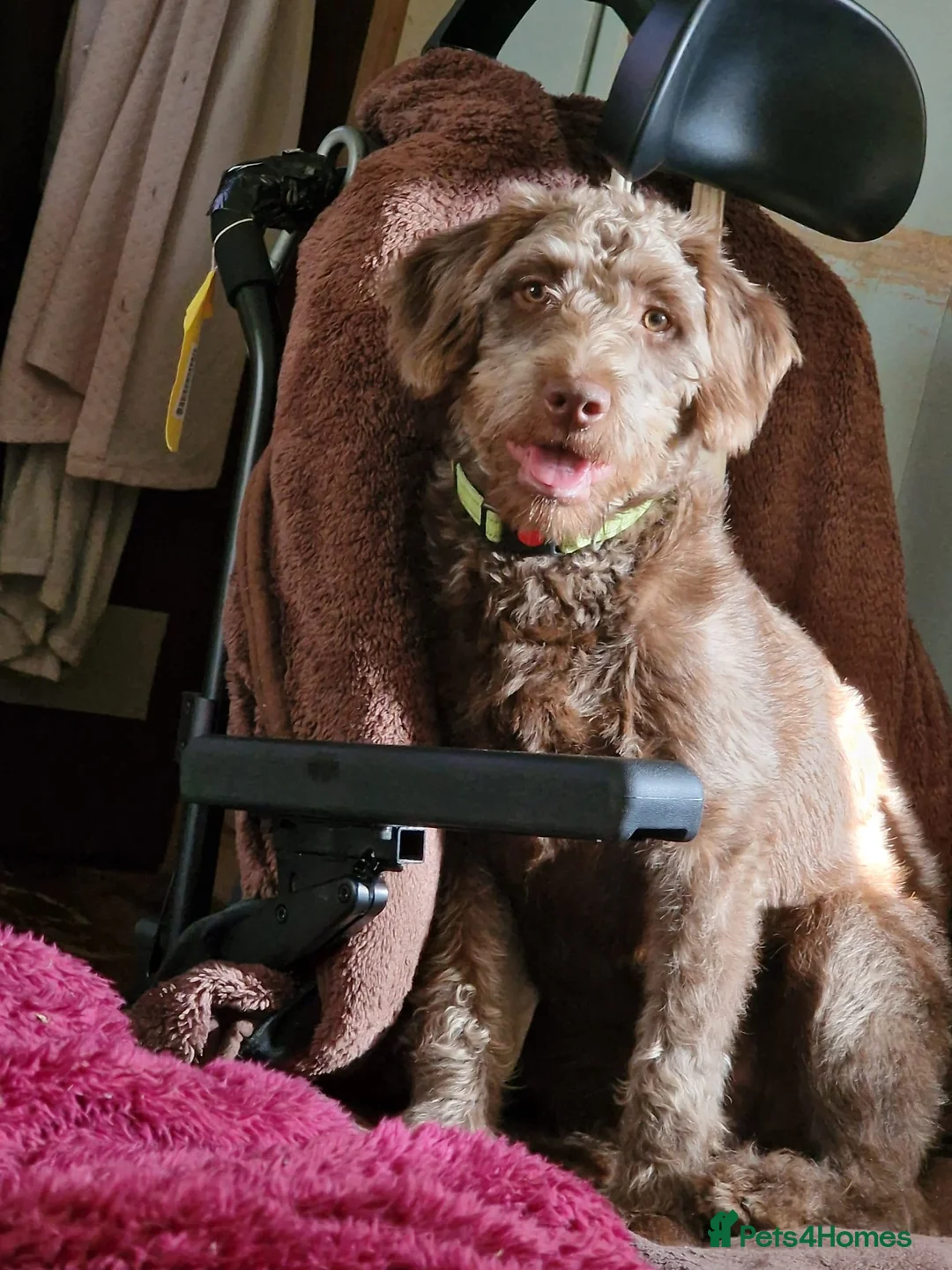 Labradoodle dogs for sale: Rehoming lottie in Bodmin - Advert 3