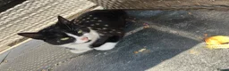 Mixed Breed cats for sale: Short haired kittens ready to go - Advert 1