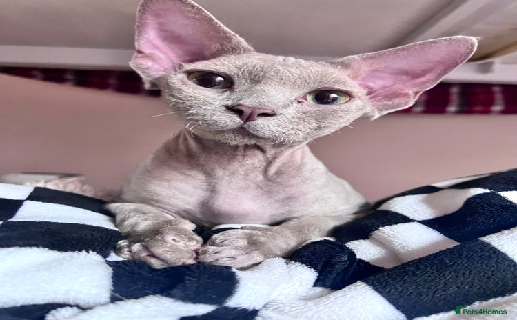 Devon Rex cats - Advert 1