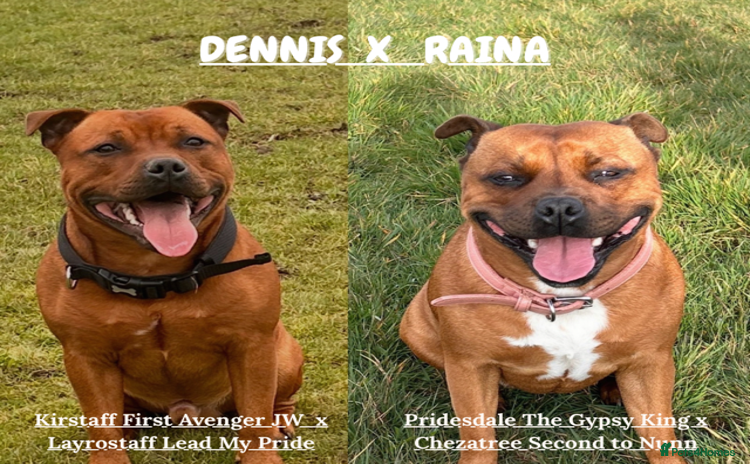 Staffordshire Bull Terrier dogs - Advert 1