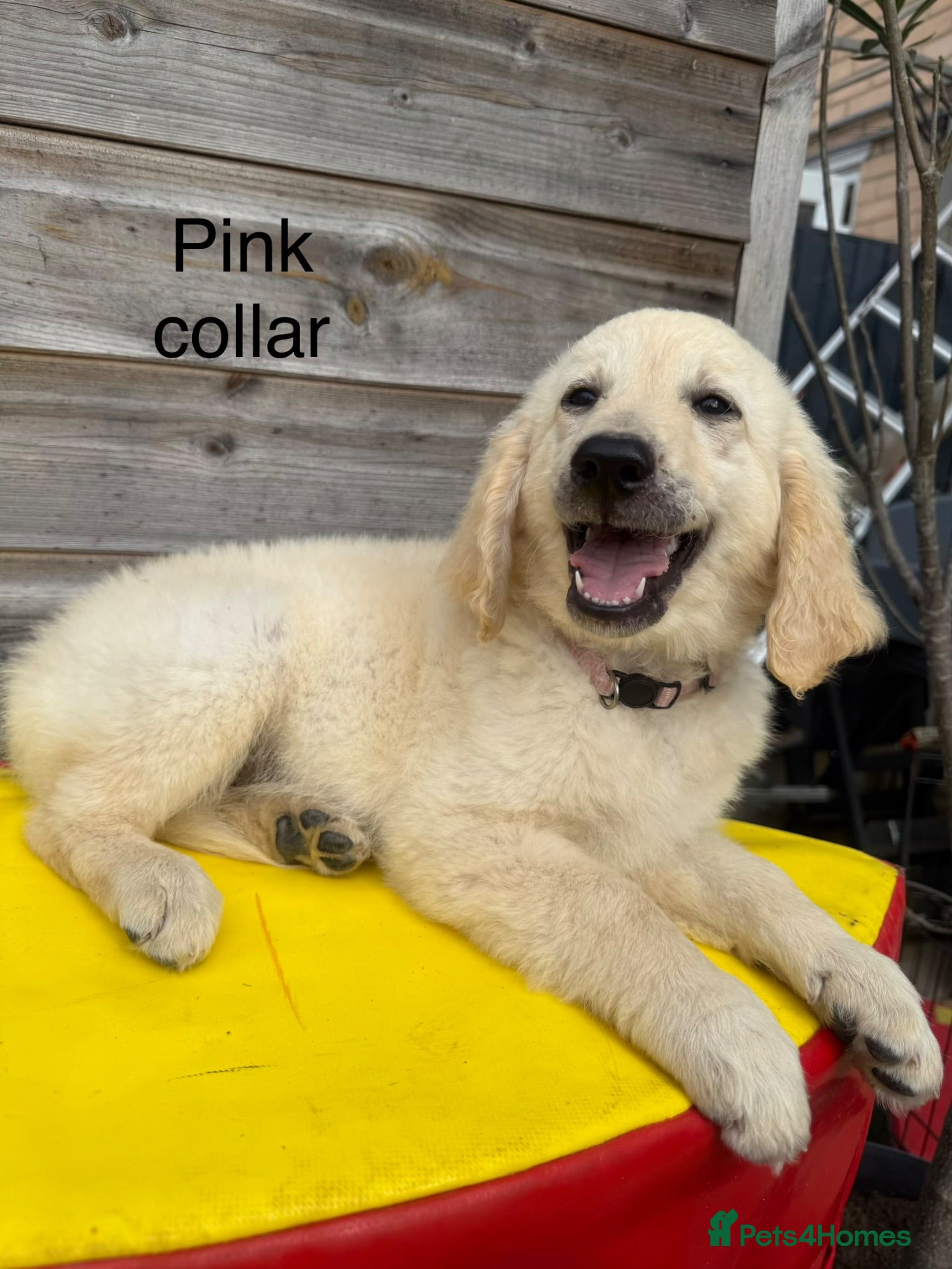 Goldendoodle dogs 🐾 Goldendoodle large puppies ready now 🐾 - Advert 2