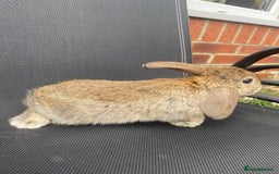 French Lop rabbits for sale: Baby lops  - Image 27