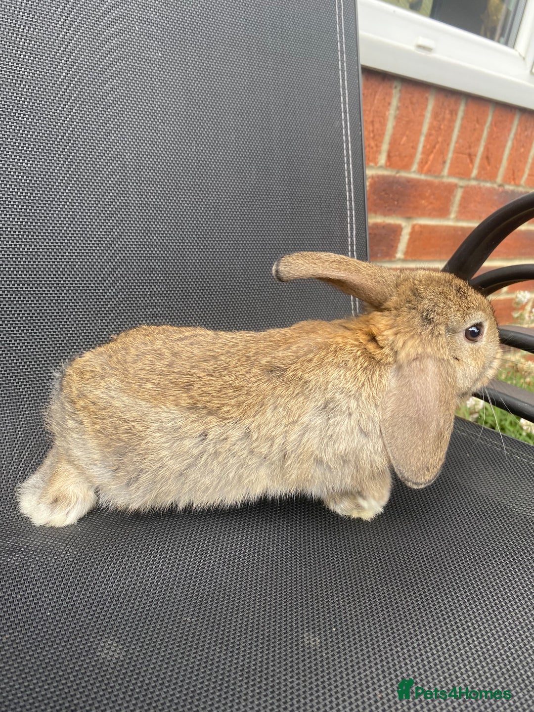 French Lop rabbits for sale: Baby lops  - Image 27