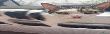 Domestic Shorthair 1