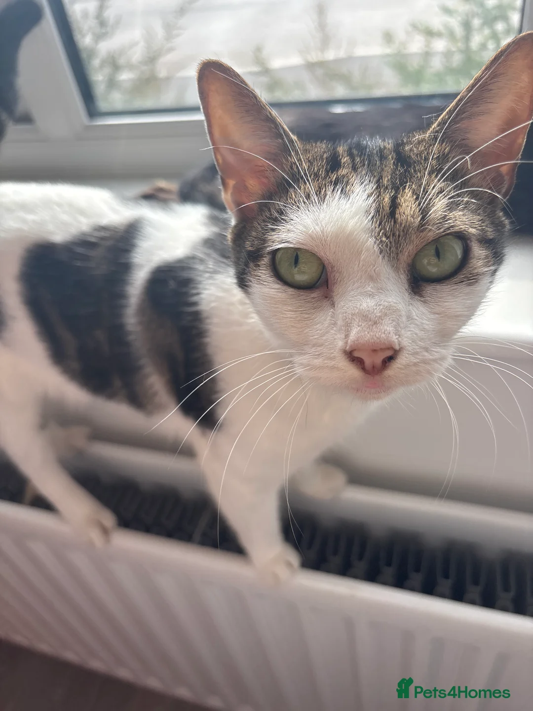 Domestic Shorthair cats for sale: *FREE* 3 domestic shorthaired cats available  - Advert 2
