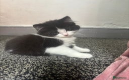 British Longhair cats for sale: 2 kittens for sale - Image 5