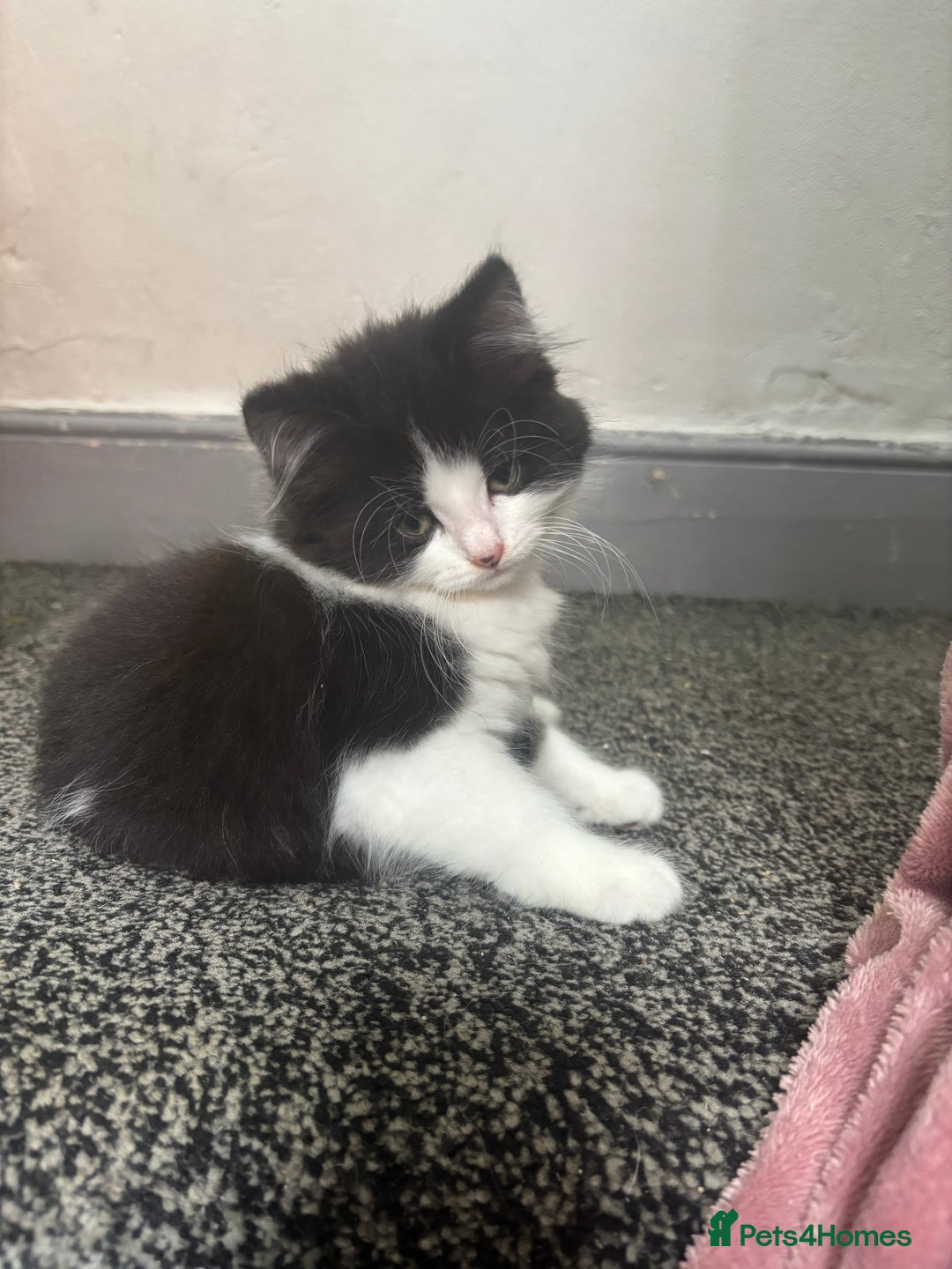 British Longhair cats for sale: 2 kittens for sale - Image 5