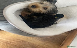 Yorkshire Terrier dogs for sale: Yorkshire Terrier puppy male - Image 4