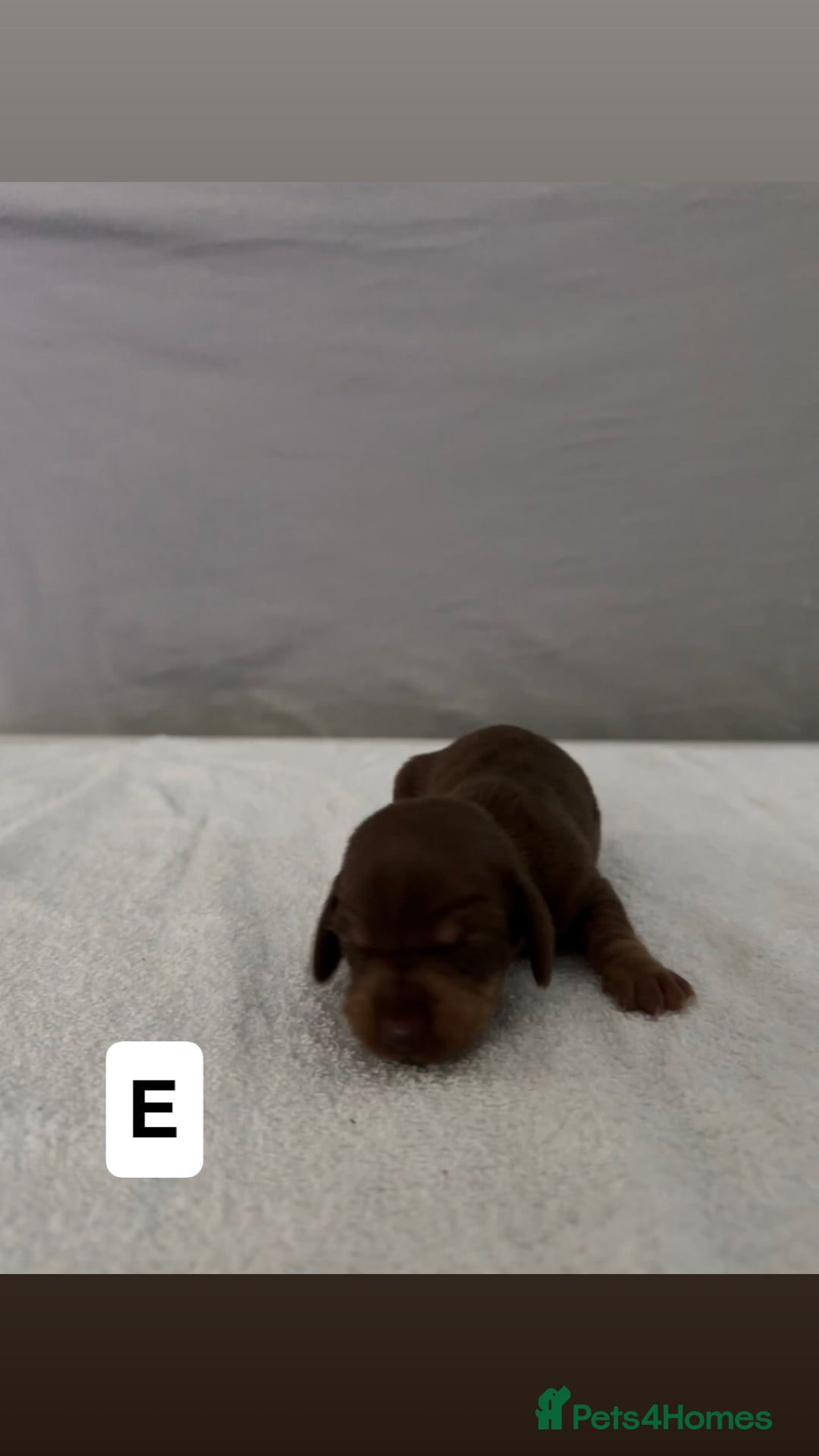 Dachshund dogs for sale: 6 Dachshund Puppies - Advert 8