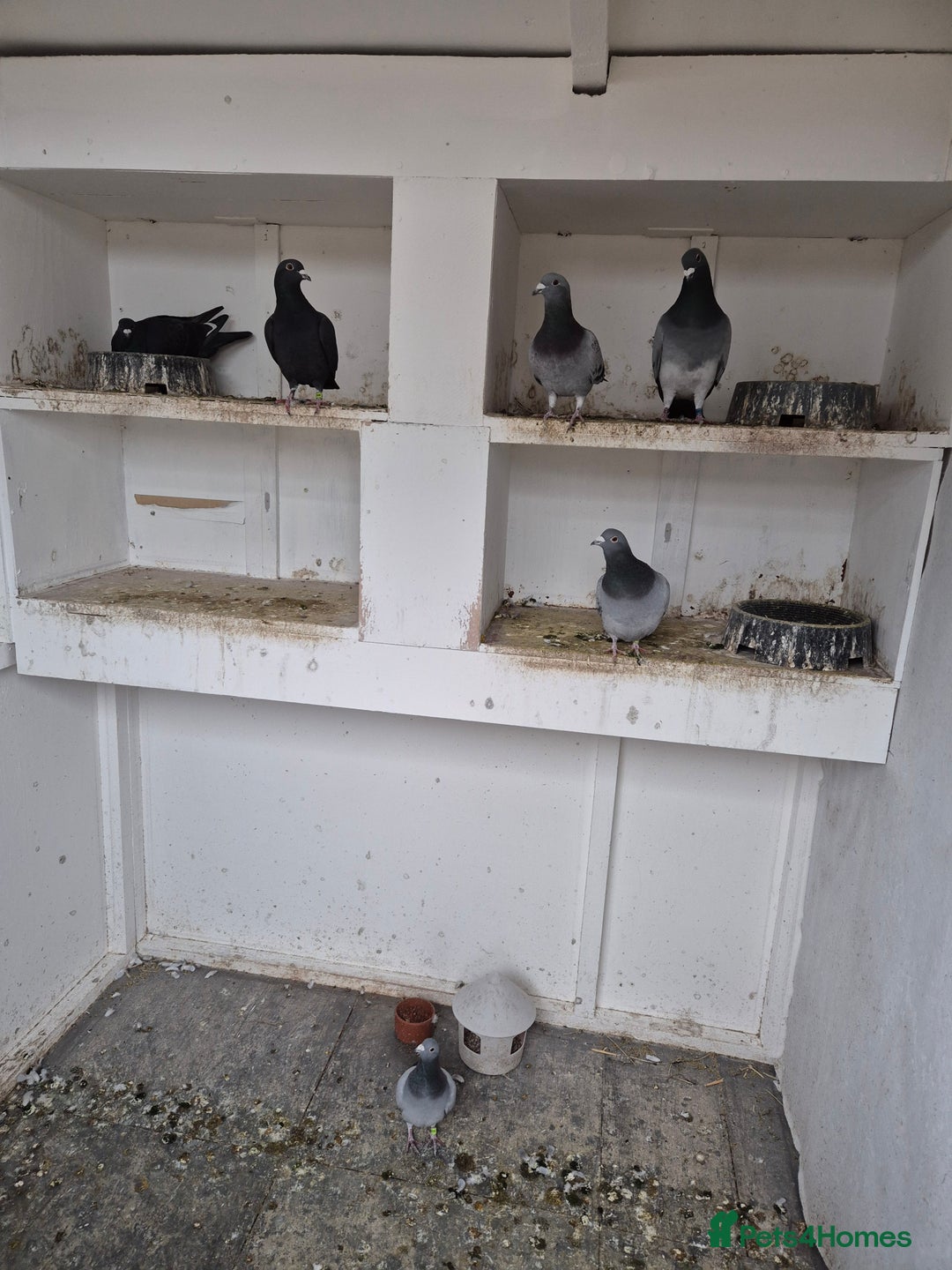 Pigeons birds for sale: Mixed racing pigeons for sale  - Advert 2